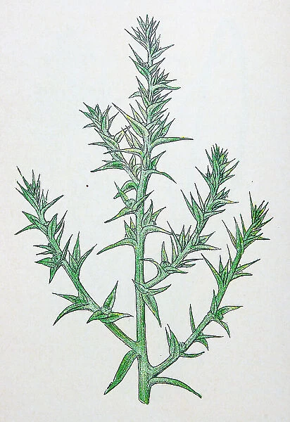 Antique botany illustration: Prickly Saltwort, Salsola kali