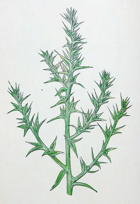 Framed Print : Antique botany illustration: Prickly Saltwort, Salsola kali