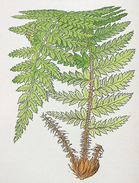 Antique botany illustration: Prickly Shield Fern, Aspidium aculeatum