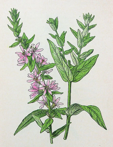 Antique botany illustration: Purple Loosestrife, Lythrum salicaria
