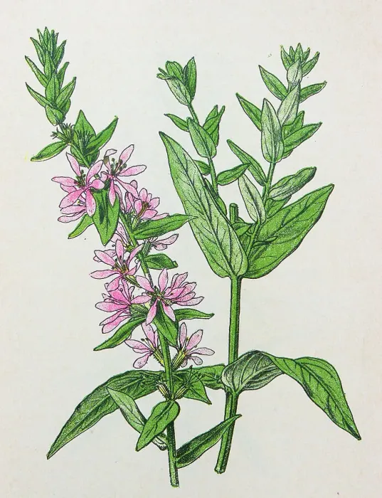 Framed Print : Antique botany illustration: Purple Loosestrife, Lythrum salicaria Framed Print : Antique botany illustration: Purple Loosestrife, Lythrum salicaria