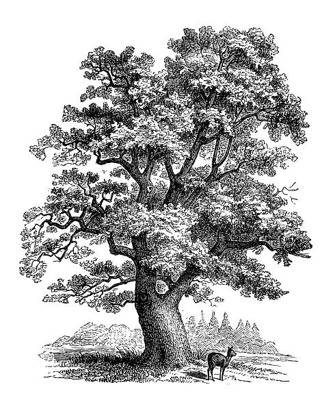 Antique botany illustration: Quercus robur, oak