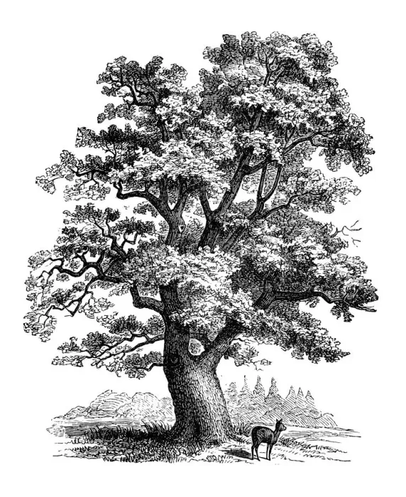Framed Print : Antique botany illustration: Quercus robur, oak Framed Print : Antique botany illustration: Quercus robur, oak