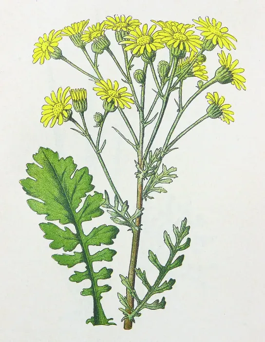 Framed Print : Antique botany illustration: Ragwort, Senecio jacobaea Framed Print : Antique botany illustration: Ragwort, Senecio jacobaea