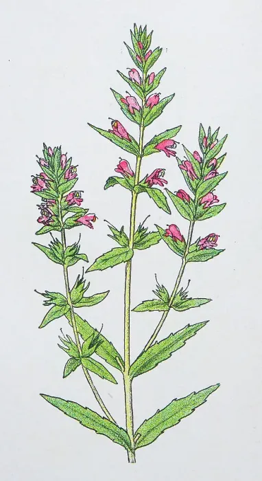 Framed Print : Antique botany illustration: Red Bartsia, Bartsia odontites Framed Print : Antique botany illustration: Red Bartsia, Bartsia odontites