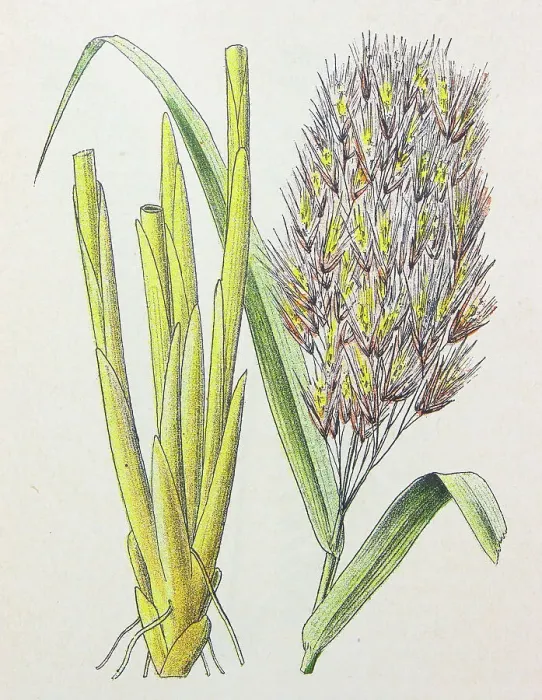 Framed Print : Antique botany illustration: Reed, Phragmites communis Framed Print : Antique botany illustration: Reed, Phragmites communis