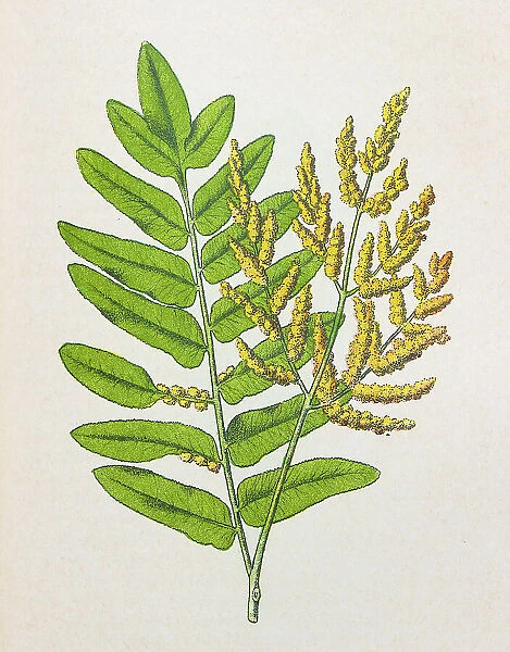 Antique botany illustration: Royal Fern, Osmunda regalis