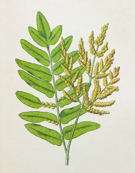 Framed Print : Antique botany illustration: Royal Fern, Osmunda regalis Framed Print : Antique botany illustration: Royal Fern, Osmunda regalis