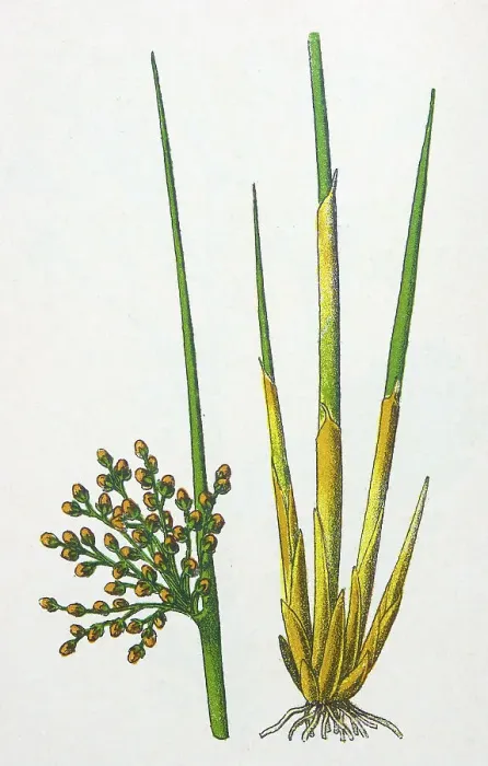 Framed Print : Antique botany illustration: Rush, Juncus effusus