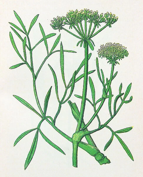Antique botany illustration: Samphire, Crithmum maritimum