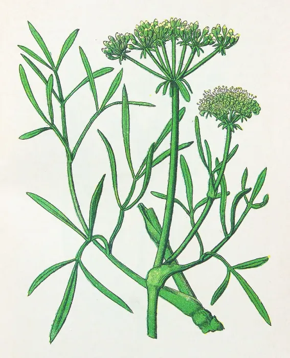 Framed Print : Antique botany illustration: Samphire, Crithmum maritimum Framed Print : Antique botany illustration: Samphire, Crithmum maritimum