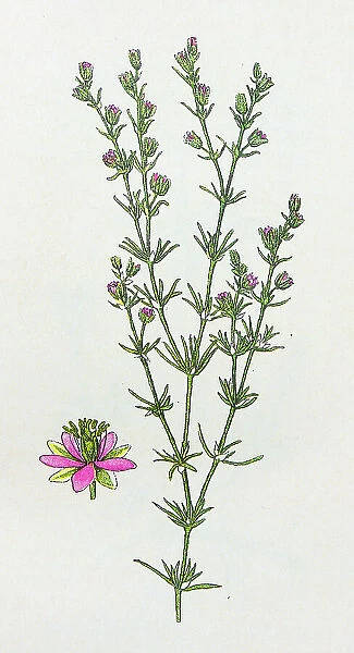Antique botany illustration: Sandwort Spurrey, Spergularia rubra