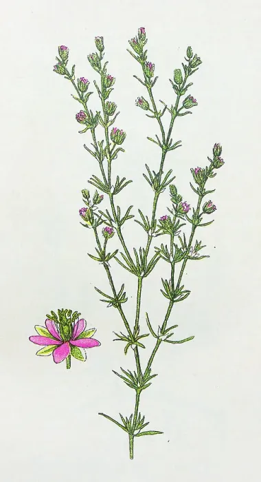 Framed Print : Antique botany illustration: Sandwort Spurrey, Spergularia rubra Framed Print : Antique botany illustration: Sandwort Spurrey, Spergularia rubra