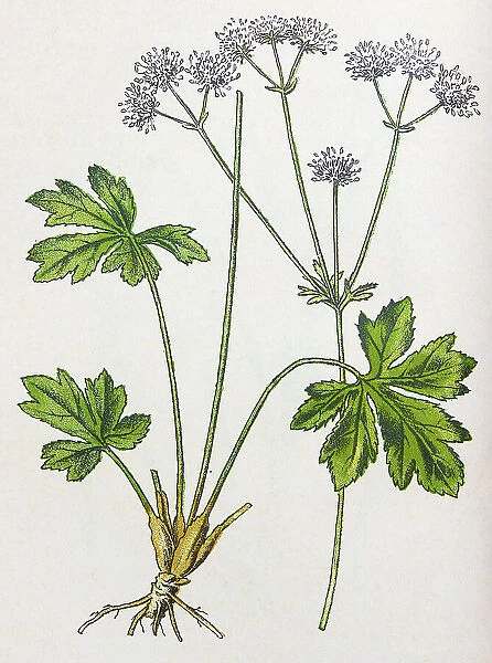 Antique botany illustration: Sanicle, Sanicula Europaea