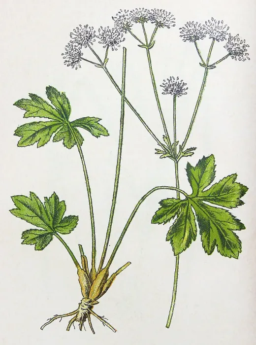Framed Print : Antique botany illustration: Sanicle, Sanicula Europaea Framed Print : Antique botany illustration: Sanicle, Sanicula Europaea