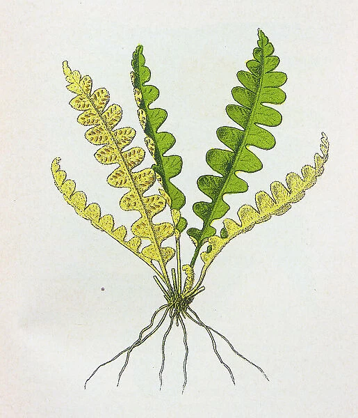 Antique botany illustration: Scale fern, Asplenium ceterach
