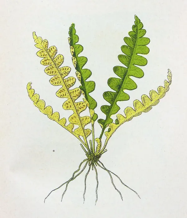 Framed Print : Antique botany illustration: Scale fern, Asplenium ceterach Framed Print : Antique botany illustration: Scale fern, Asplenium ceterach