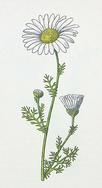 Antique botany illustration: Scentless Mayweed, Matricaria inodora