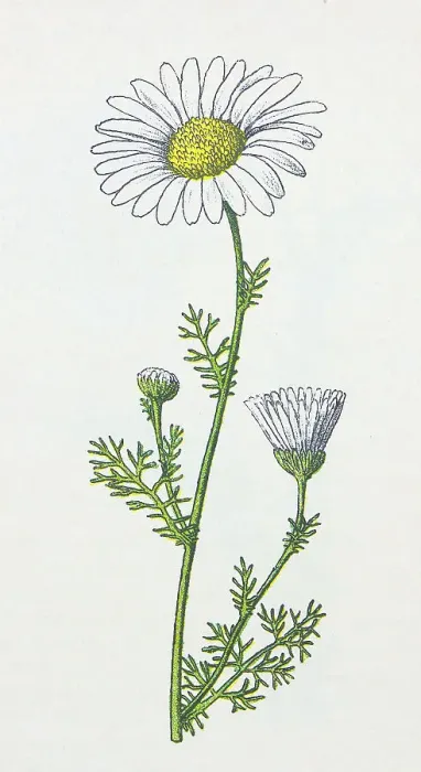 Framed Print : Antique botany illustration: Scentless Mayweed, Matricaria inodora Framed Print : Antique botany illustration: Scentless Mayweed, Matricaria inodora