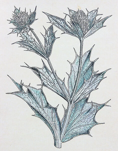 Antique botany illustration: Sea Holly, Eryngium maritimum