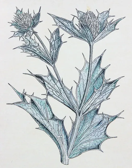 Framed Print : Antique botany illustration: Sea Holly, Eryngium maritimum Framed Print : Antique botany illustration: Sea Holly, Eryngium maritimum