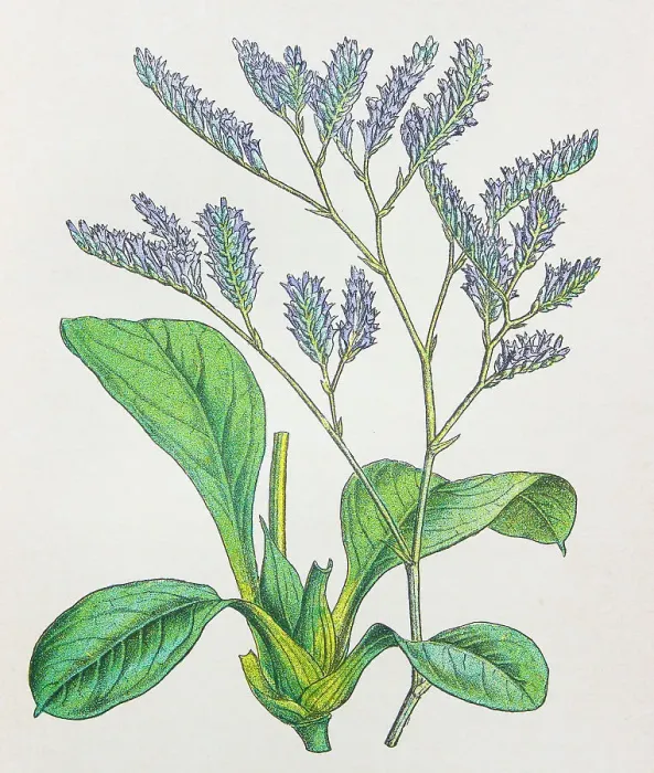 Framed Print : Antique botany illustration: Sea Lavender, Statice limonium Framed Print : Antique botany illustration: Sea Lavender, Statice limonium