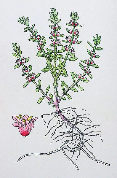 Antique botany illustration: Sea Milkwort, Glaux maritima