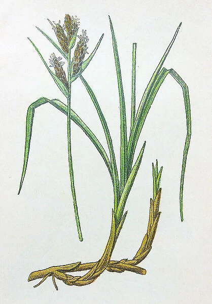 Antique botany illustration: Sea Sedge, Carex arenaria