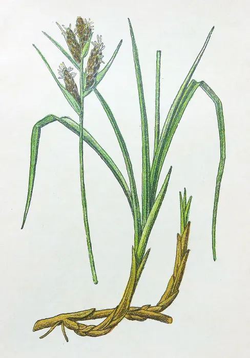 Framed Print : Antique botany illustration: Sea Sedge, Carex arenaria Framed Print : Antique botany illustration: Sea Sedge, Carex arenaria