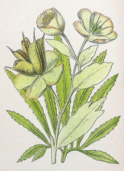 Antique botany illustration: Setterwort, Stinking Hellebore, Helleborus foetidus