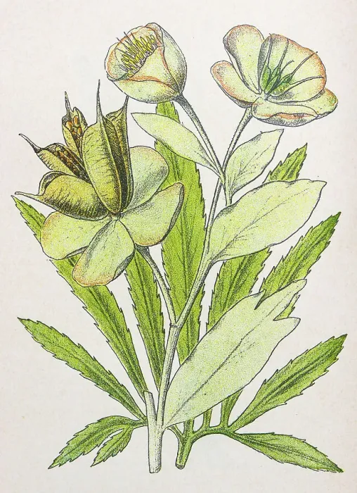 Framed Print : Antique botany illustration: Setterwort, Stinking Hellebore, Helleborus foetidus Framed Print : Antique botany illustration: Setterwort, Stinking Hellebore, Helleborus foetidus