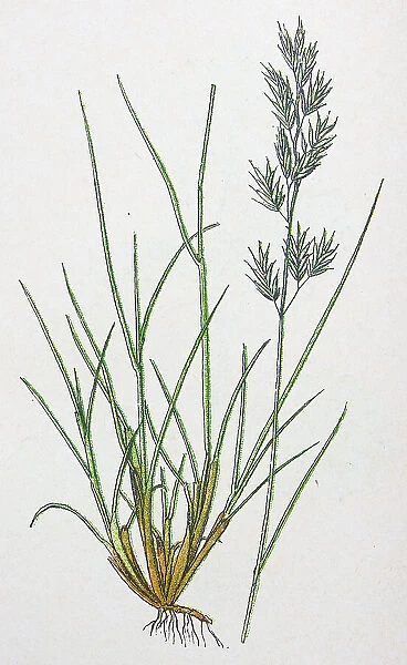 Antique botany illustration: Sheep's Fescue-Grass, Festuca Ovina