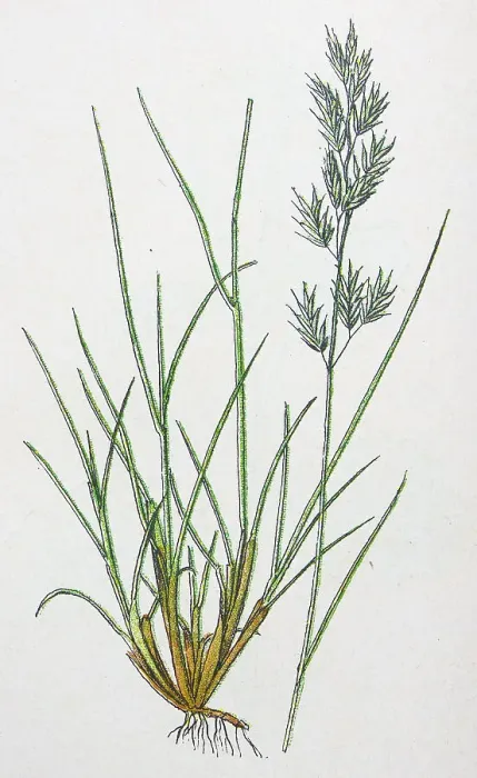 Framed Print : Antique botany illustration: Sheep's Fescue-Grass, Festuca Ovina Framed Print : Antique botany illustration: Sheep's Fescue-Grass, Festuca Ovina