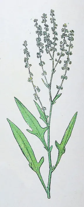 Framed Print : Antique botany illustration: Sheep's Sorrel, Rumex acetosella Framed Print : Antique botany illustration: Sheep's Sorrel, Rumex acetosella