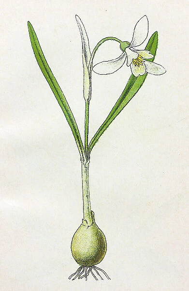 Antique botany illustration: Snowdrop, Galanthus Nivalis