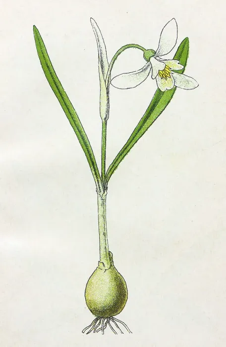 Framed Print : Antique botany illustration: Snowdrop, Galanthus Nivalis Framed Print : Antique botany illustration: Snowdrop, Galanthus Nivalis