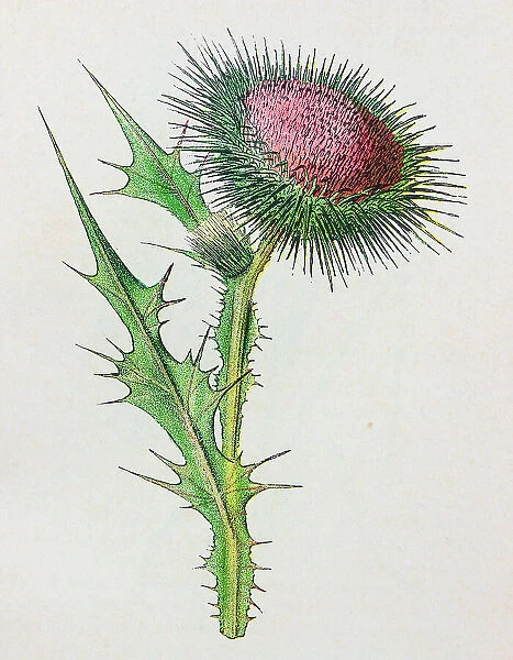 Antique botany illustration: Spear Plume Thistle, Cnicus lanceolatus