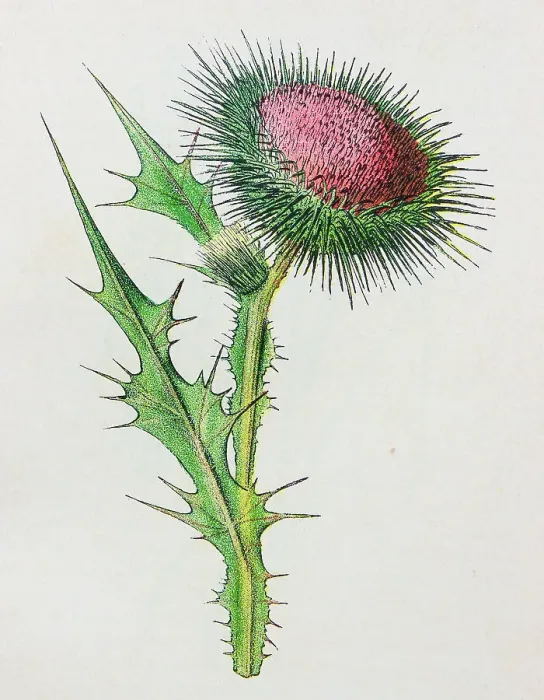 Framed Print : Antique botany illustration: Spear Plume Thistle, Cnicus lanceolatus Framed Print : Antique botany illustration: Spear Plume Thistle, Cnicus lanceolatus
