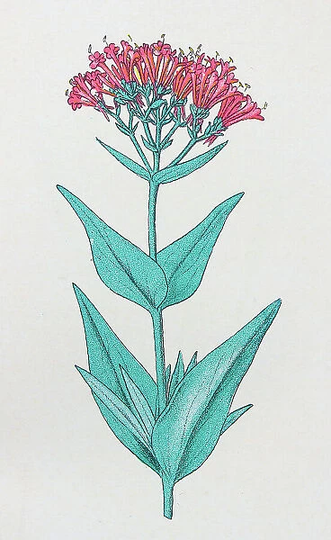 Antique botany illustration: Spur valerian, Centranthus ruber