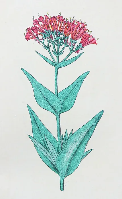 Framed Print : Antique botany illustration: Spur valerian, Centranthus ruber Framed Print : Antique botany illustration: Spur valerian, Centranthus ruber