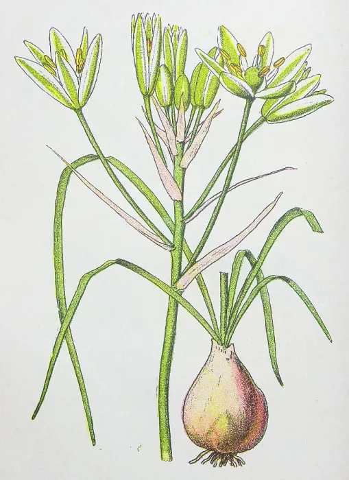 Framed Print : Antique botany illustration: Star of Bethlehem, Ornithogalum umbellatum