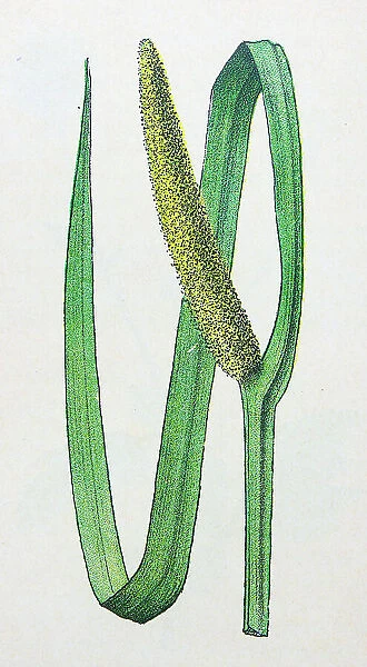 Antique botany illustration: Sweet Flag, Acorus calamus
