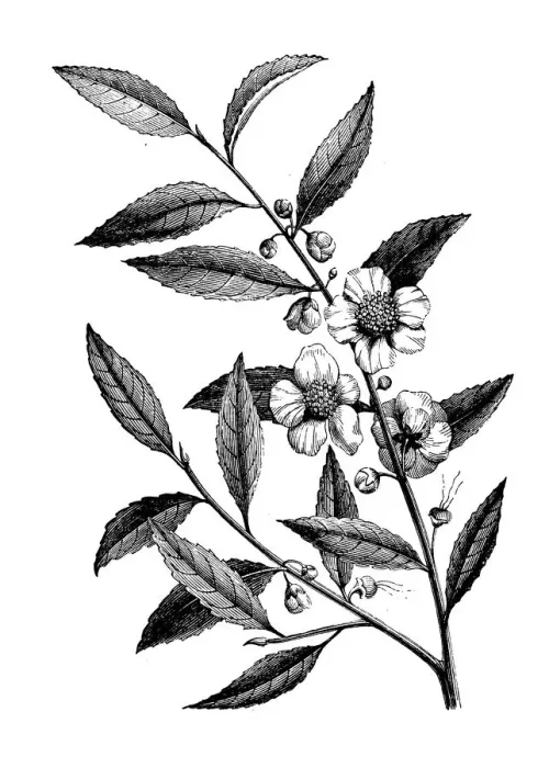 Framed Print : Antique botany illustration: tea crop Framed Print : Antique botany illustration: tea crop