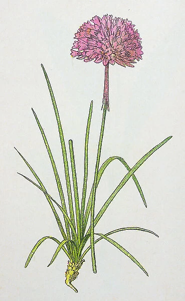 Antique botany illustration: Thrift, Sea Pink, Armeria vulgaris