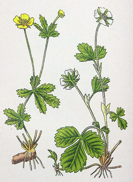 Antique botany illustration: Tormentil, Potentilla tormentilla and Barren Strawberry, Potentilla fragariastrum