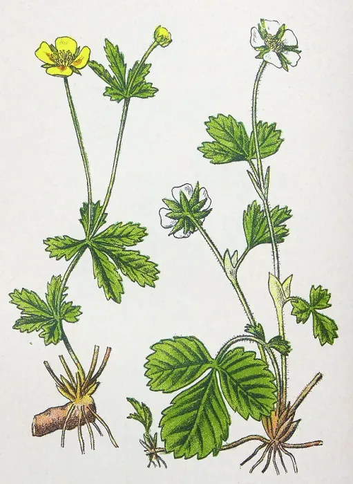 Framed Print : Antique botany illustration: Tormentil, Potentilla tormentilla and Barren Strawberry, Potentilla fragariastrum Framed Print : Antique botany illustration: Tormentil, Potentilla tormentilla and Barren Strawberry, Potentilla fragariastrum