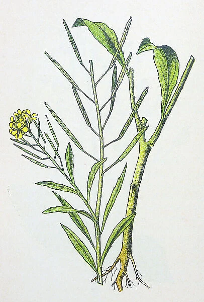 Antique botany illustration: Treacle Mustard, Erysimum cheiranthoides