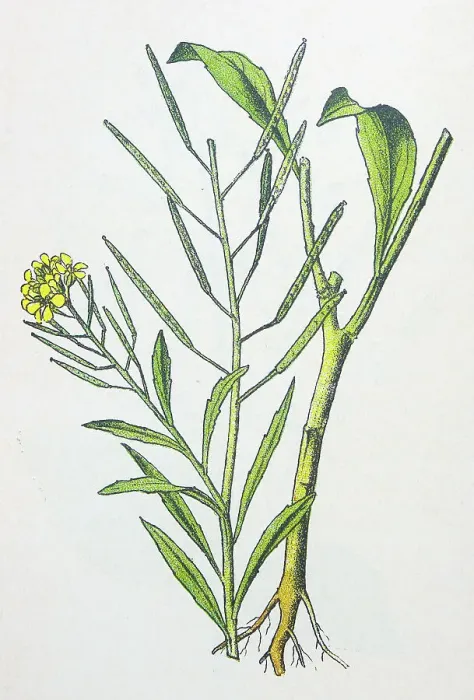 Framed Print : Antique botany illustration: Treacle Mustard, Erysimum cheiranthoides Framed Print : Antique botany illustration: Treacle Mustard, Erysimum cheiranthoides