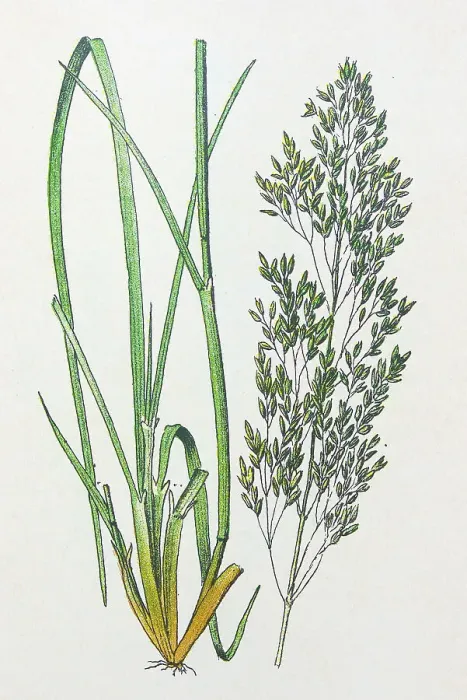 Framed Print : Antique botany illustration: Tufted Hair Grass, Deschampsia caespitosa Framed Print : Antique botany illustration: Tufted Hair Grass, Deschampsia caespitosa