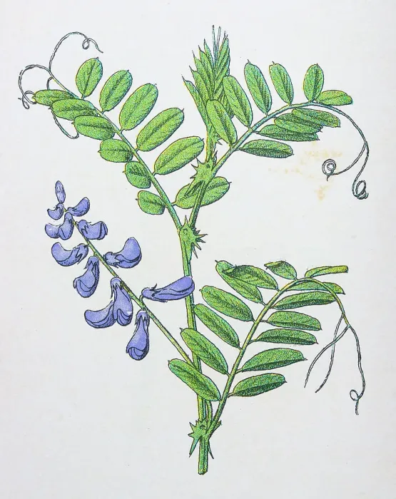 Framed Print : Antique botany illustration: Tufted Vetch, Vicia cracca Framed Print : Antique botany illustration: Tufted Vetch, Vicia cracca
